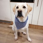 Blue casual cotton pet triangle bib