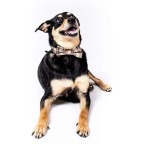 Comfortable and versatile Scottish tartan dog collar