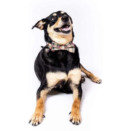 Comfortable and versatile Scottish tartan dog collar