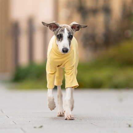 Deluxe Waterproof Warm Pet Bodysuit