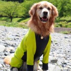 Luxury Fashion Dog Jumpsuit