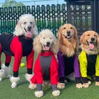 Luxury Fashion Dog Jumpsuit