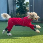 Luxury Fashion Dog Jumpsuit