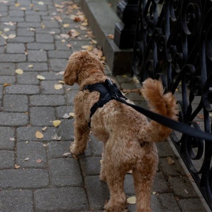Waterproof Polyester Dog Harness and Leash