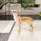 Pink Floral Adjustable Dog Harness Leash Set