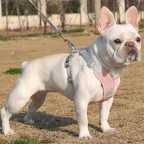 Breathable Reflective Pet Harness Leash Set