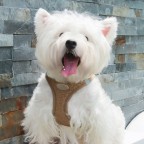 Adjustable reflective breathable harness traction suit