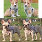 Stylish Breathable Reflective Pet Harness Leash Set