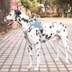 Oxford cloth adjustable reflective harness traction suit