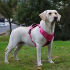 Fashion striped explosion-proof and anti-lost pet harness