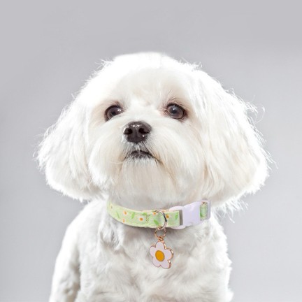 Small flower ribbon embellishment luxury pet collar