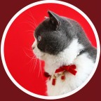 Pearl Velvet Bow Pet Necklace