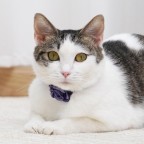Satin Ribbon Luxury Washable Pet Collar