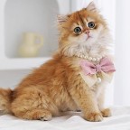 Adjustable Solid Decorative Ribbon Pet Necklace