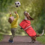 Double-layer hooded waterproof dog raincoat