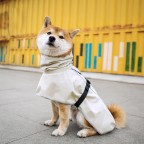 Outdoor waterproof pet raincoat
